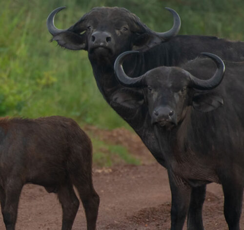 18 Day Roaring Good Time Safari in Uganda
