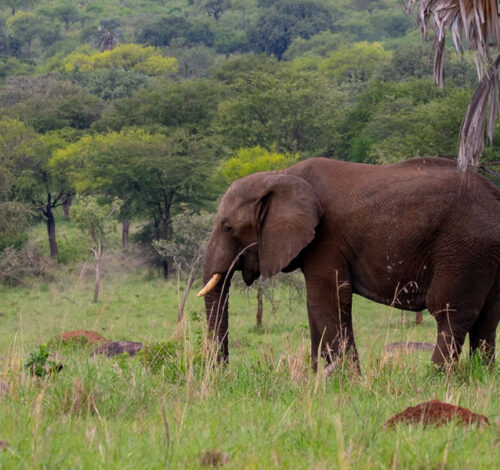 21 Days Uganda Wildlife Safari Expedition