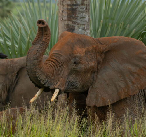 10 Day Uganda Expedite Safari