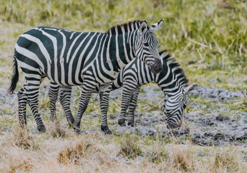 Akagera National Park