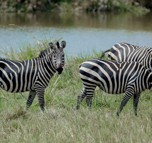 3 Day Akagera Wildlife Safari