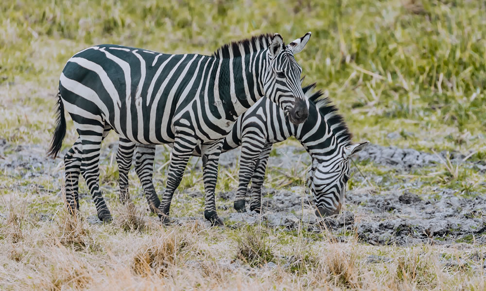 Akagera National Park