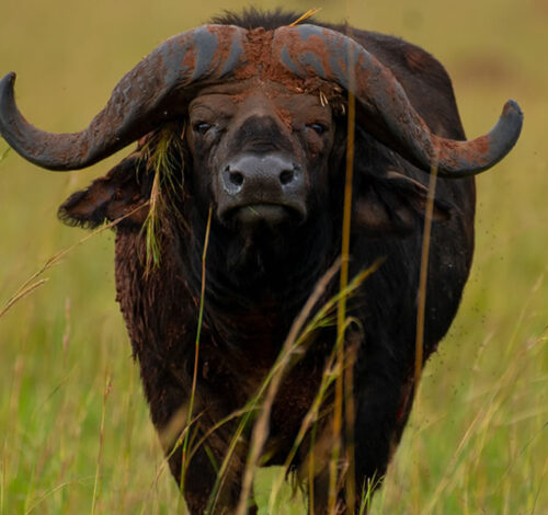 12 Day Go Wild Adventure Safari