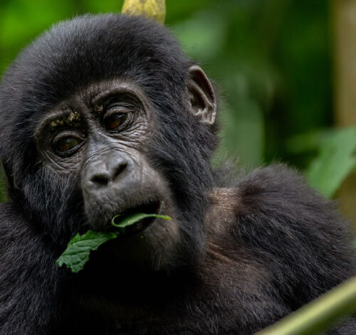 4 Day Gorilla Discovery Safari in Uganda