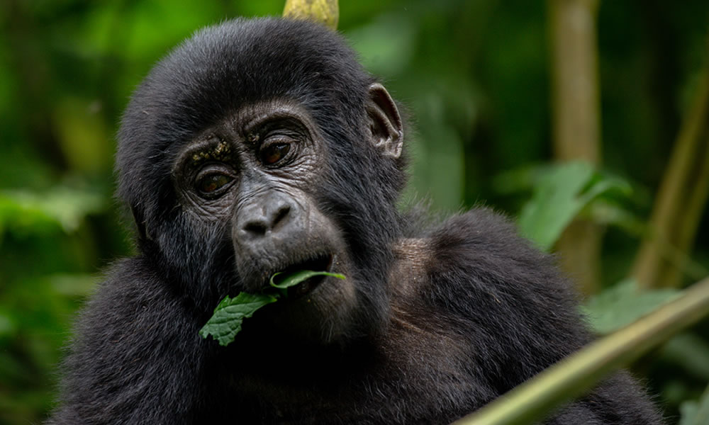 4 Day Gorilla Discovery Safari in Uganda