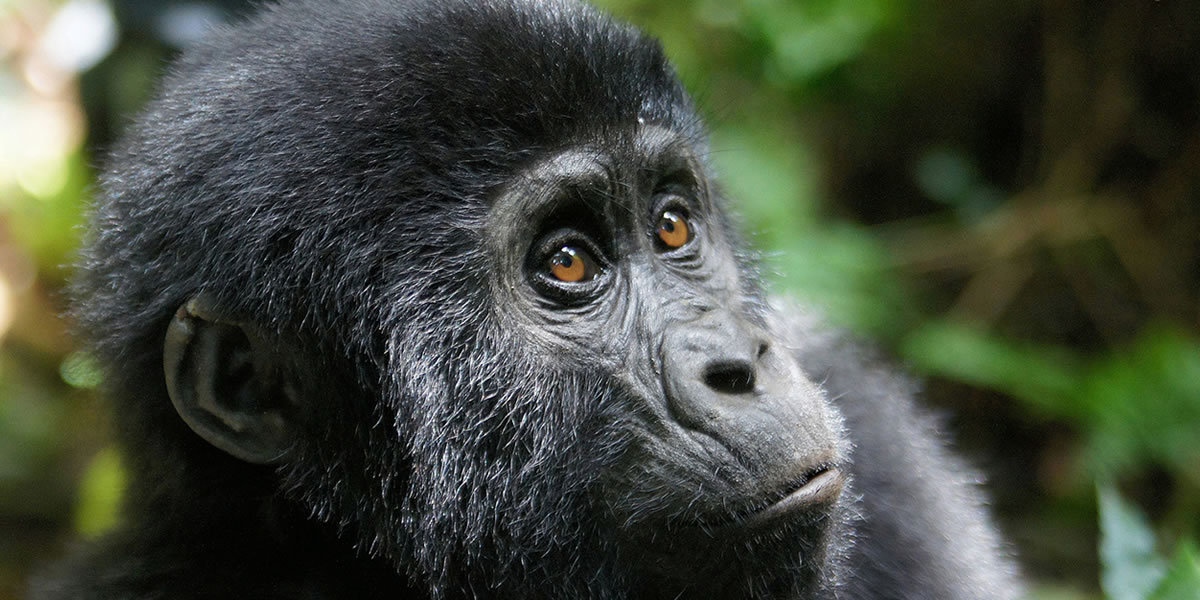 Bwindi Impenetrable National Park