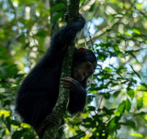 6 Day Call of the Primate Trek Adventure Safari
