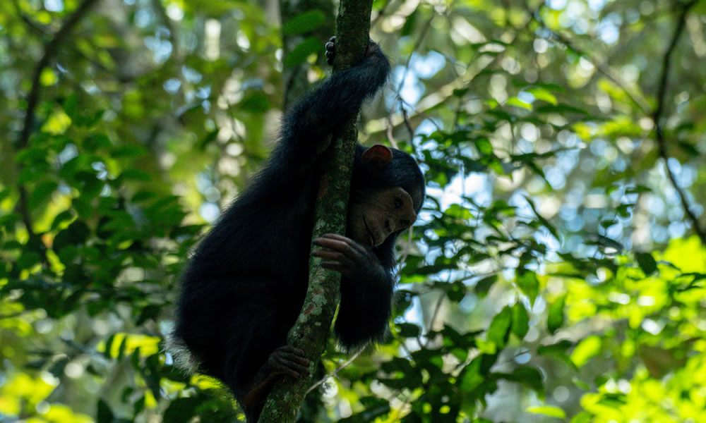 6 Day Call of the Primate Trek Adventure Safari