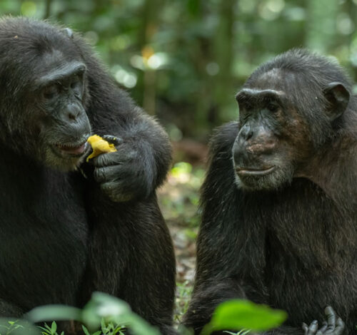 4 Day Chimpanzee Trekking Adventure in Kibale National Park
