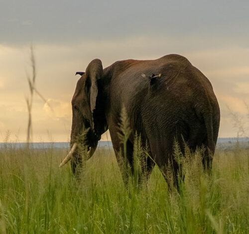 7 Day Best of Uganda Wildlife Safari, Uganda Safari