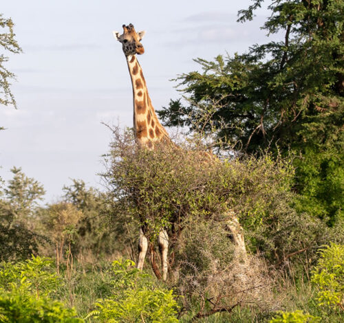 8 Day Uganda Wildlife Safaris Via Kigali
