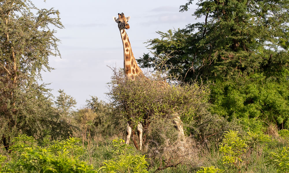 8 Day Uganda Wildlife Safaris Via Kigali