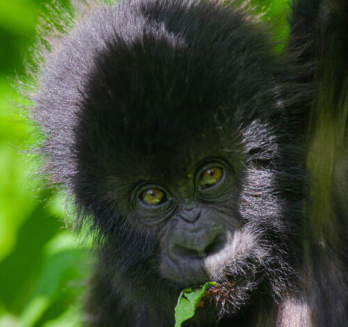 10 Day Rwanda Uganda Primate Adventure Safari, Safari with GoWild Forever Journeys