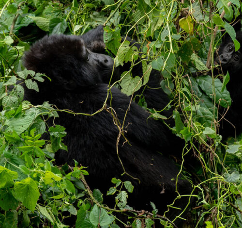 14 Day Wilderness Whispers and Sunset Skies Adventure in Uganda