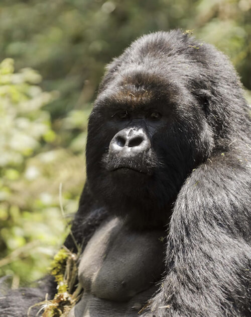 Gorilla Trekking Safaris in Rwanda