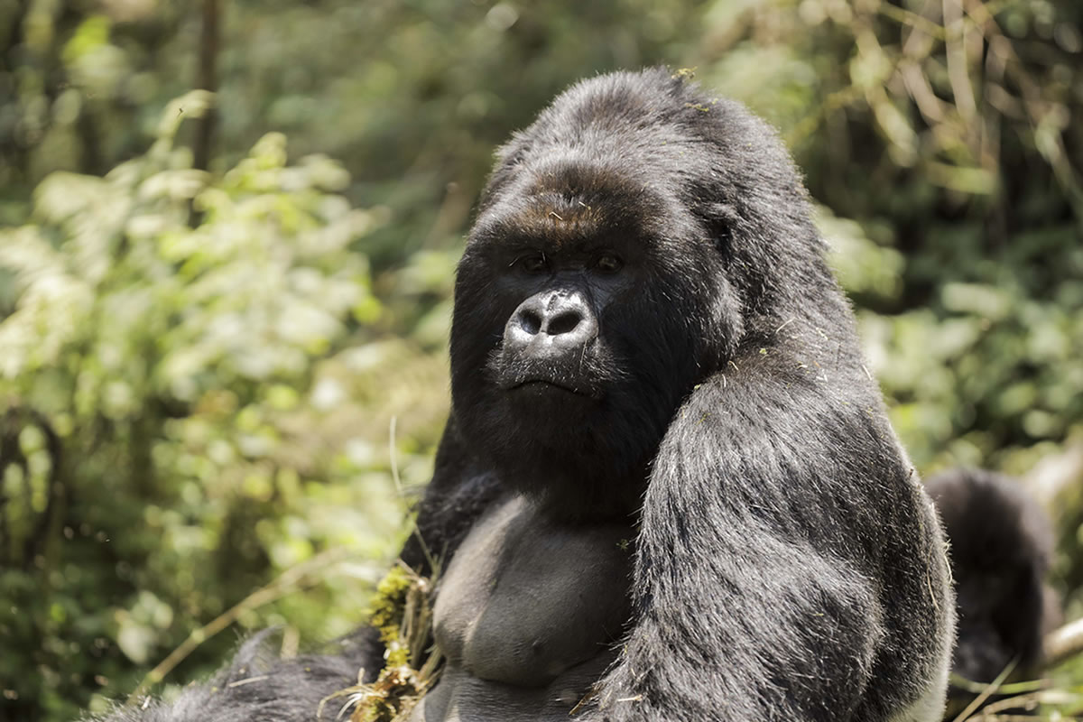 Gorilla Trekking Safaris in Rwanda