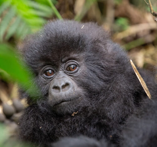 4 Day Uganda Gorilla Trekking Adventure Via Kigali, Contact Us
