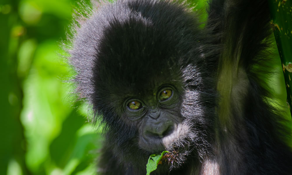 10 Day Rwanda Uganda Primate Adventure Safari, Safari with GoWild Forever Journeys