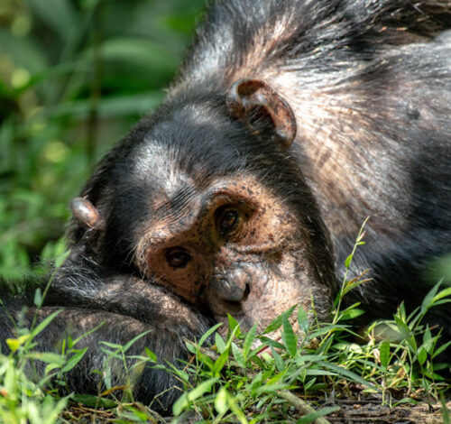 8 Day Uganda Primate Trekking Adventure