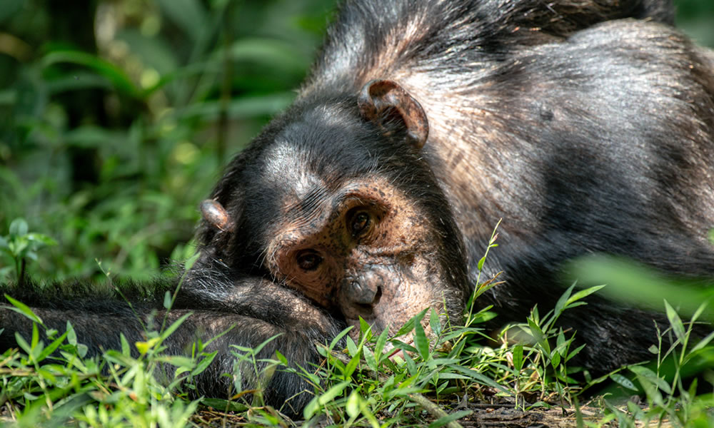 8 Day Uganda Primate Trekking Adventure