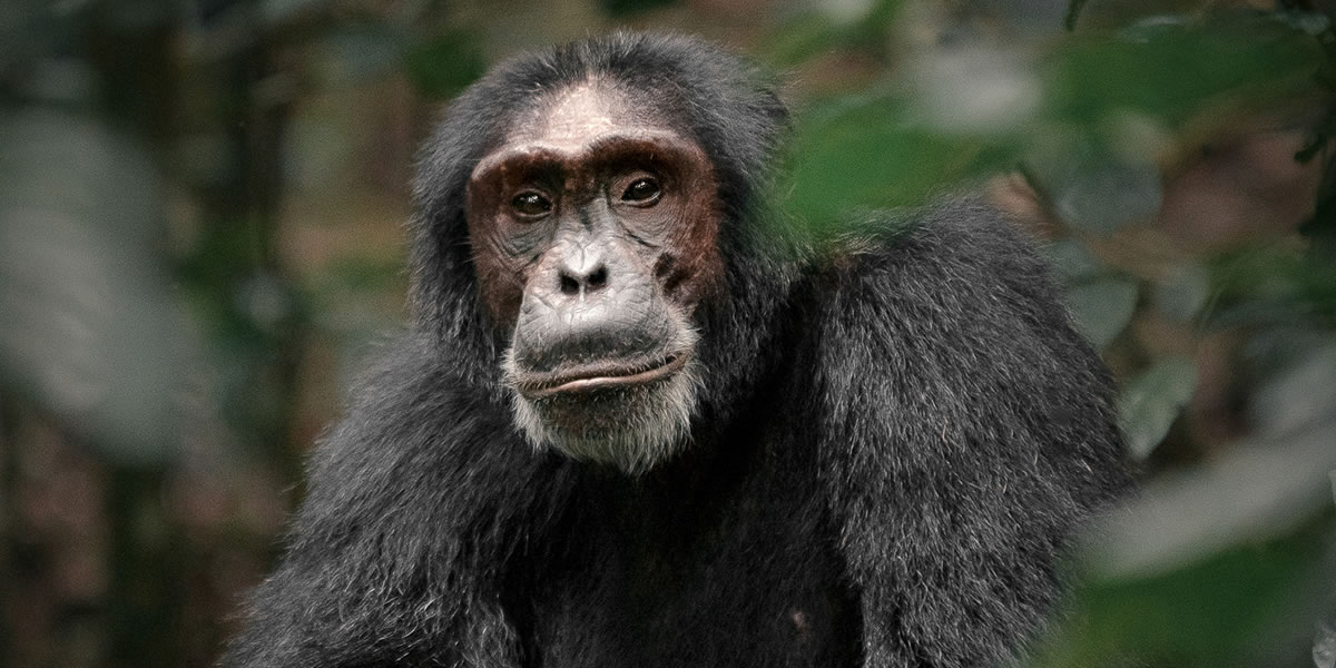 Kibale Forest National Park