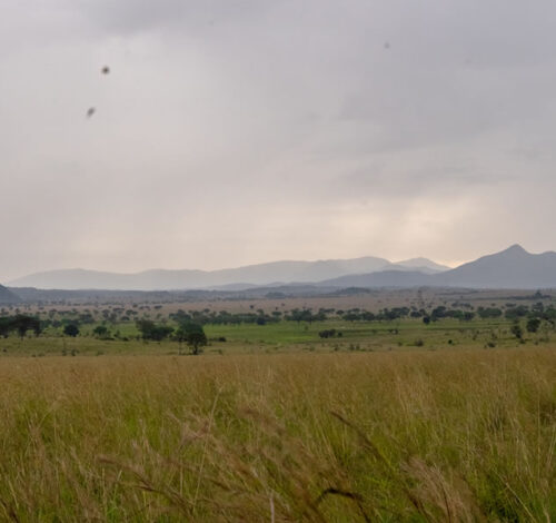6 Day Safari to Kidepo Valley National Park