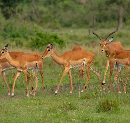 7 Day Roaming with the Roars Safari in Uganda