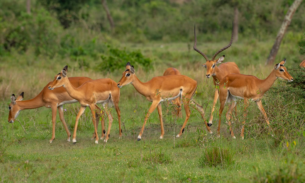 7 Day Roaming with the Roars Safari in Uganda