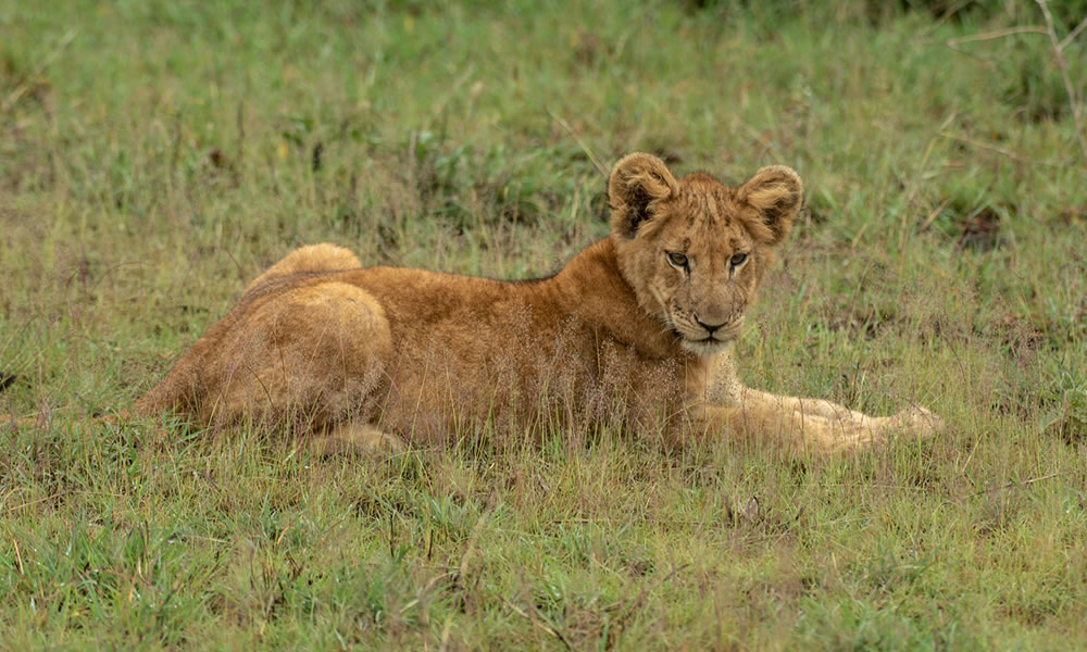 8 Day Into Nature’s Spotlight Safari