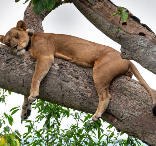 4 Day Safari in Queen Elizabeth National Park, Uganda Safaris