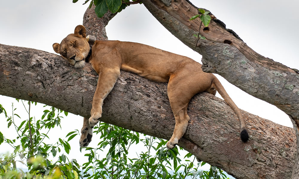 4 Day Safari in Queen Elizabeth National Park