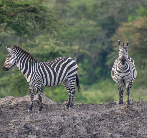 4 Day Safari to Lake Mburo National Park