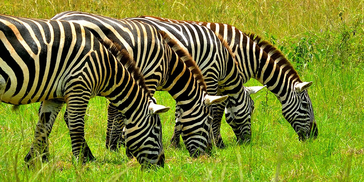 Lake Mburo National Park