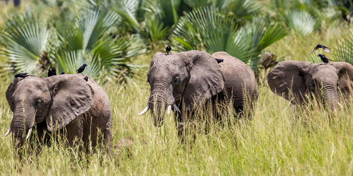 Murchison Falls National Park