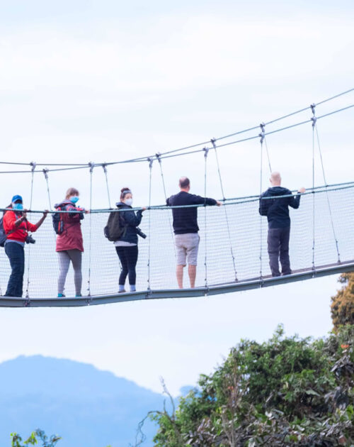 Canopy Walk Experience in Rwanda