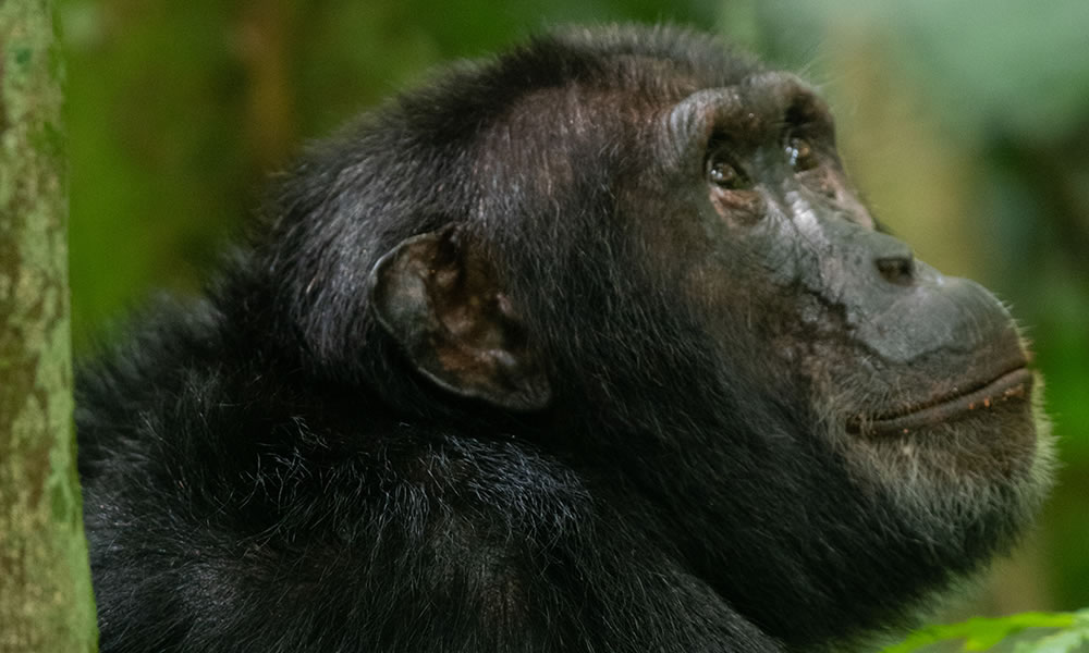3 Day Chimpanzee Tracking Experience in Nyungwe