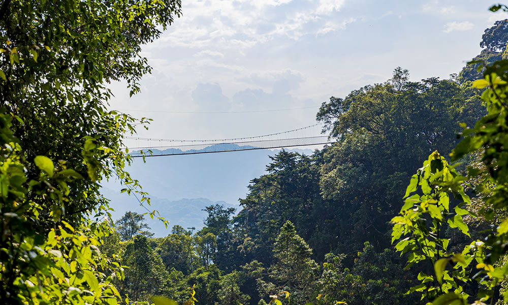 Nyungwe Forest National Park