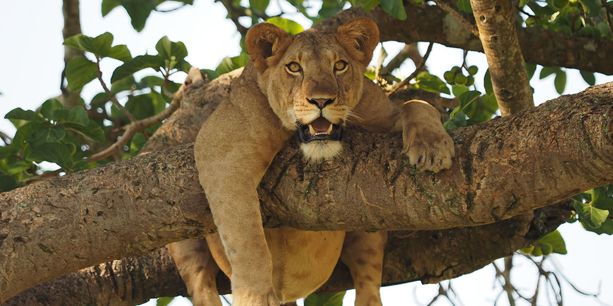 Queen Elizabeth National Park