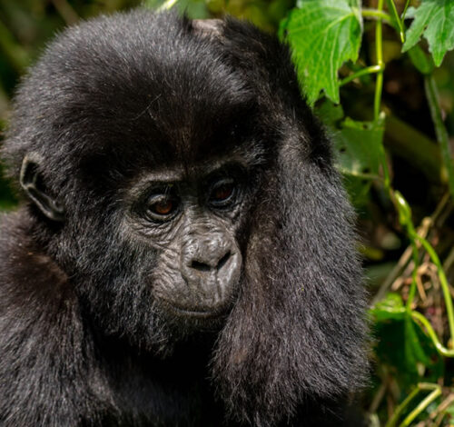 6 Day Nature’s Classroom Adventure Safari in Uganda