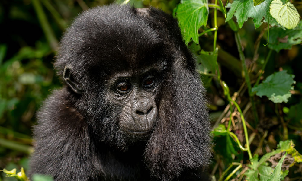 6 Day Nature’s Classroom Adventure Safari in Uganda