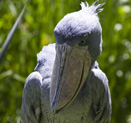 1 Day Shoebill Tracking Safari at Mabamba Swamp
