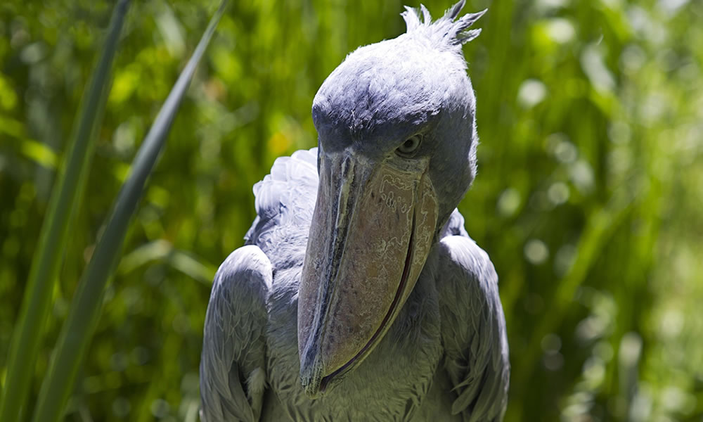 1 Day Shoebill Tracking Safari at Mabamba Swamp