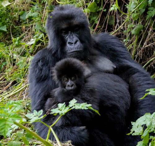 6 Day Rwanda Safari Combined with Uganda Gorilla Trekking