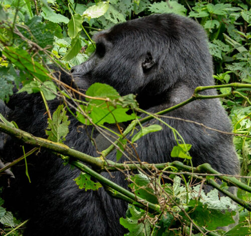 9 Day Walking on the Wild Side Adventure Safari in Uganda