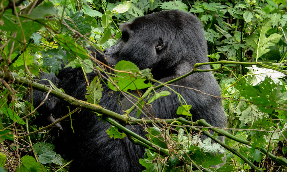 9 Day Walking on the Wild Side Adventure Safari in Uganda