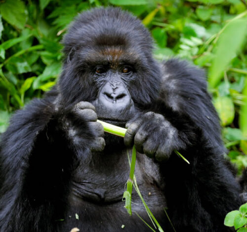 9 Day Best of Uganda and Rwanda Primate Adventure, Rwanda Uganda Combined Tours